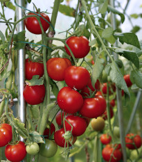 Rajče Cerise - Solanum lycopersicum - semena rajčete - 10 ks